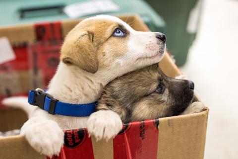 Puppies are always the adorable attraction," says Dr. Danielle Boes, one of the volunteer veterinary doctors.